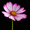300 PICOTEE COSMOS Bipinnatus 2-Tone White Pink Magenta Fast Growing Flower Seeds