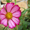 300 PICOTEE COSMOS Bipinnatus 2-Tone White Pink Magenta Fast Growing Flower Seeds