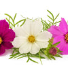 300 Mixed Colors DWARF COSMOS Bipinnatus Red Pink White Fast Growing Flower Seeds