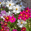 300 Mixed Colors DWARF COSMOS Bipinnatus Red Pink White Fast Growing Flower Seeds