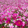 300 Mixed Colors DWARF COSMOS Bipinnatus Red Pink White Fast Growing Flower Seeds