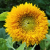 100 Double DWARF SUNGOLD SUNFLOWER Helianthus Annuus Yellow Teddy Bear Type Flower Seeds