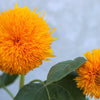 100 Double DWARF SUNGOLD SUNFLOWER Helianthus Annuus Yellow Teddy Bear Type Flower Seeds