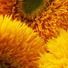 100 Double DWARF SUNGOLD SUNFLOWER Helianthus Annuus Yellow Teddy Bear Type Flower Seeds