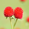 50 STRAWBERRY FIELDS GOMPHRENA Haageana Rio Grande Globe Amaranth Scarlet Red Flower Seeds