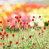 50 STRAWBERRY FIELDS GOMPHRENA Haageana Rio Grande Globe Amaranth Scarlet Red Flower Seeds