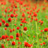 50 STRAWBERRY FIELDS GOMPHRENA Haageana Rio Grande Globe Amaranth Scarlet Red Flower Seeds