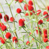 50 STRAWBERRY FIELDS GOMPHRENA Haageana Rio Grande Globe Amaranth Scarlet Red Flower Seeds
