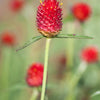 50 STRAWBERRY FIELDS GOMPHRENA Haageana Rio Grande Globe Amaranth Scarlet Red Flower Seeds