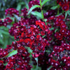 30 SOOTY DIANTHUS Barbatus Dark Maroon Red Sweet William Flower Seeds