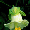 5 WHITE CATHEDRAL BELLS Vine Cup & Saucer Cobaea Scandens Alba Climber Hummingbird Flower Seeds
