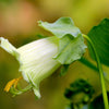 5 WHITE CATHEDRAL BELLS Vine Cup & Saucer Cobaea Scandens Alba Climber Hummingbird Flower Seeds