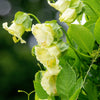 5 WHITE CATHEDRAL BELLS Vine Cup & Saucer Cobaea Scandens Alba Climber Hummingbird Flower Seeds