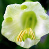 5 WHITE CATHEDRAL BELLS Vine Cup & Saucer Cobaea Scandens Alba Climber Hummingbird Flower Seeds