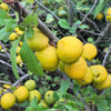 30 FLOWERING QUINCE Fruit Seeds - Pink Red White Orange Flowering Shrub - aka Japanese, Chinese, & Common Quince - Chaenomeles Speciosa