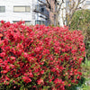 30 FLOWERING QUINCE Fruit Seeds - Pink Red White Orange Flowering Shrub - aka Japanese, Chinese, & Common Quince - Chaenomeles Speciosa