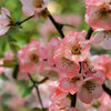 30 FLOWERING QUINCE Fruit Seeds - Pink Red White Orange Flowering Shrub - aka Japanese, Chinese, & Common Quince - Chaenomeles Speciosa