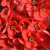 30 FLOWERING QUINCE Fruit Seeds - Pink Red White Orange Flowering Shrub - aka Japanese, Chinese, & Common Quince - Chaenomeles Speciosa