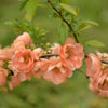 30 FLOWERING QUINCE Fruit Seeds - Pink Red White Orange Flowering Shrub - aka Japanese, Chinese, & Common Quince - Chaenomeles Speciosa