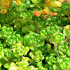 50 OREGON STONECROP Sedum Oreganum - Green Bronze Orange Red Succulent Foliage - Native Yellow Groundcover Flower Seeds