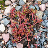 50 OREGON STONECROP Sedum Oreganum - Green Bronze Orange Red Succulent Foliage - Native Yellow Groundcover Flower Seeds