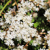 50 OKTOBERFEST SEDUM Acre Gold Moss Stonecrop Succulent Groundcover White Flower Seeds