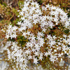 50 OKTOBERFEST SEDUM Acre Gold Moss Stonecrop Succulent Groundcover White Flower Seeds
