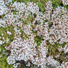 50 OKTOBERFEST SEDUM Acre Gold Moss Stonecrop Succulent Groundcover White Flower Seeds