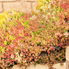 150 MIXED SEDUM Stonecrop Succulent Groundcover Red White Yellow Pink Purple Flower Seeds