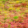 150 MIXED SEDUM Stonecrop Succulent Groundcover Red White Yellow Pink Purple Flower Seeds