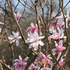 5 LOEBNER MAGNOLIA Loebneri TREE Shrub Seeds - Cross of M Stellata & Kobus - Fragrant Pink White Huge 3 - 5" Wide Flowers