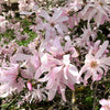 5 LOEBNER MAGNOLIA Loebneri TREE Shrub Seeds - Cross of M Stellata & Kobus - Fragrant Pink White Huge 3 - 5" Wide Flowers