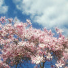 5 LOEBNER MAGNOLIA Loebneri TREE Shrub Seeds - Cross of M Stellata & Kobus - Fragrant Pink White Huge 3 - 5" Wide Flowers