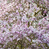 5 LOEBNER MAGNOLIA Loebneri TREE Shrub Seeds - Cross of M Stellata & Kobus - Fragrant Pink White Huge 3 - 5" Wide Flowers