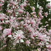 5 LOEBNER MAGNOLIA Loebneri TREE Shrub Seeds - Cross of M Stellata & Kobus - Fragrant Pink White Huge 3 - 5" Wide Flowers