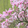 5 LOEBNER MAGNOLIA Loebneri TREE Shrub Seeds - Cross of M Stellata & Kobus - Fragrant Pink White Huge 3 - 5" Wide Flowers