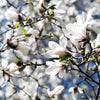 10 KOBUS MAGNOLIA TREE aka Japanese Magnolia or Kobushi - White Pink 4" Fragrant Flower Seeds