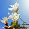 10 KOBUS MAGNOLIA TREE aka Japanese Magnolia or Kobushi - White Pink 4" Fragrant Flower Seeds