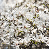 10 KOBUS MAGNOLIA TREE aka Japanese Magnolia or Kobushi - White Pink 4" Fragrant Flower Seeds