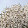10 KOBUS MAGNOLIA TREE aka Japanese Magnolia or Kobushi - White Pink 4" Fragrant Flower Seeds