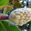 10 SWEETBAY MAGNOLIA Virginiana TREE Shrub Native Sweet Bay, White Bay, Laurel Magnolia - White 3" Fragrant Flower Seeds