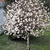 10 SWEETBAY MAGNOLIA Virginiana TREE Shrub Native Sweet Bay, White Bay, Laurel Magnolia - White 3" Fragrant Flower Seeds