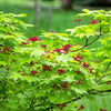 20 GREEN JAPANESE MAPLE Tree Ornamental Acer Palmatum Palmate Maple Yellow Fall Color Red Flower Seeds