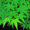 20 GREEN JAPANESE MAPLE Tree Ornamental Acer Palmatum Palmate Maple Yellow Fall Color Red Flower Seeds