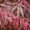 10 Red Dwarf Japanese LACELEAF MAPLE Tree Lace Blood Acer Palmatum Atropurpureum Dissectum Shrub Seeds
