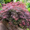 10 Red Dwarf Japanese LACELEAF MAPLE Tree Lace Blood Acer Palmatum Atropurpureum Dissectum Shrub Seeds
