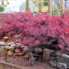 10 Red Dwarf Japanese LACELEAF MAPLE Tree Lace Blood Acer Palmatum Atropurpureum Dissectum Shrub Seeds