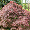 10 Red Dwarf Japanese LACELEAF MAPLE Tree Lace Blood Acer Palmatum Atropurpureum Dissectum Shrub Seeds