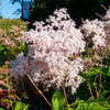100 SIBERIAN MEADOWSWEET Filipendula Palmata Meadow Sweet Pink White Flower Seeds