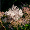 100 SIBERIAN MEADOWSWEET Filipendula Palmata Meadow Sweet Pink White Flower Seeds